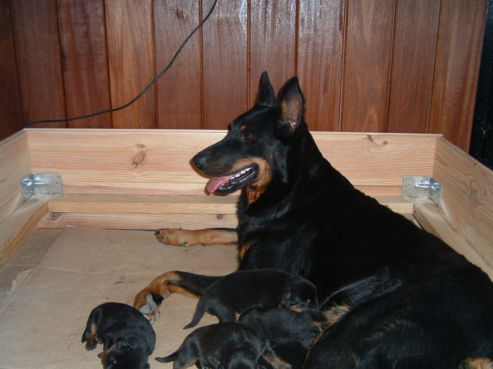 Birmane De Montclea (13)